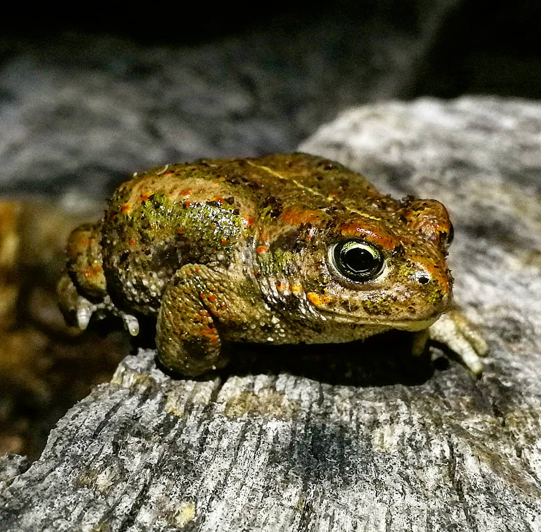 Imatge pels mitjans: Bassa per a la conservació d’amfibis a la Vinya de la Pallera