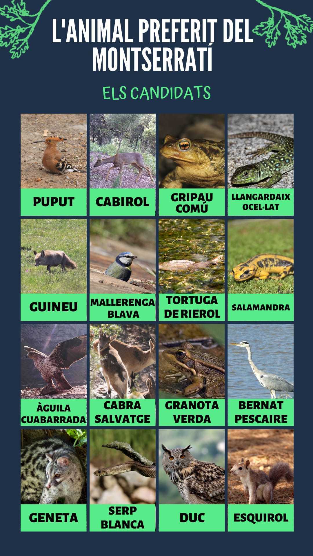 Imatge pels mitjans: Quin és l'animal preferit del Montserratí?