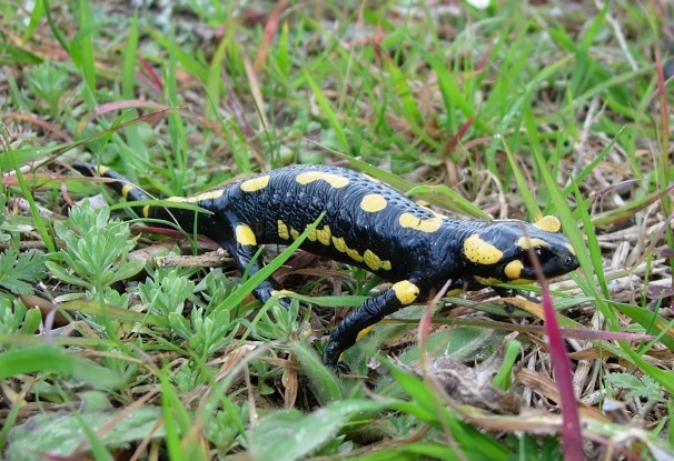 Imatge pels mitjans: Bassa a la Vinya de la Pallera per a la conservació d’amfibis