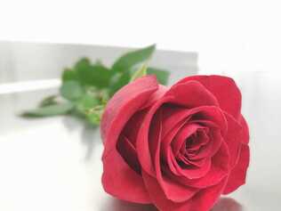 rosa